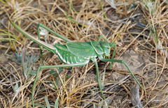 Glyphonotus coniciplicus