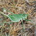 Glyphonotus coniciplicus - Photo (c) Pavel Gorbunov, algunos derechos reservados (CC BY-NC), subido por Pavel Gorbunov