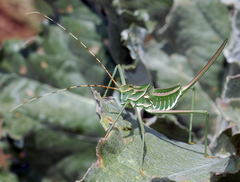 Glyphonotus coniciplicus