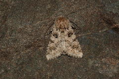 Hadena bactriana