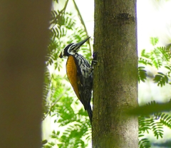 Chrysocolaptes festivus