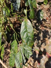 Itea omeiensis