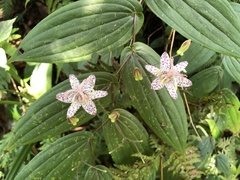 Tricyrtis suzukii