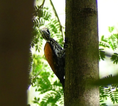 Chrysocolaptes festivus