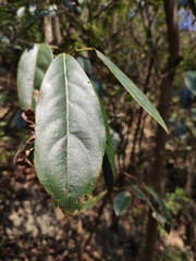 Itea omeiensis