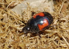 Hister uncinatus