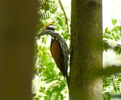 Chrysocolaptes festivus