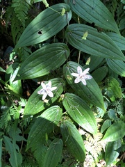 Tricyrtis suzukii