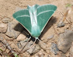 Holoterpna diagrapharia