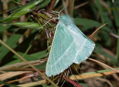 Holoterpna diagrapharia