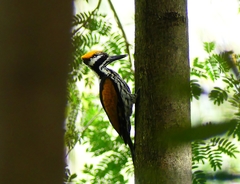 Chrysocolaptes festivus