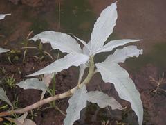 Persicaria senegalensis image