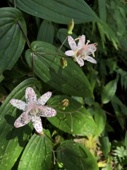 Tricyrtis suzukii