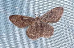 Idaea zoferata