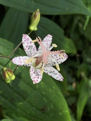 Tricyrtis suzukii