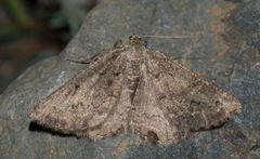 Menophra praestantaria