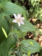 Tricyrtis suzukii