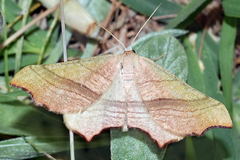 Ochodontia adustaria