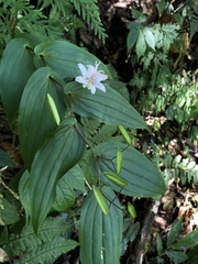 Tricyrtis suzukii