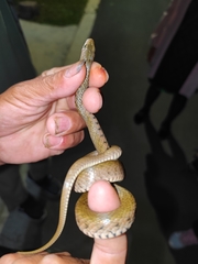 Fowlea flavipunctata