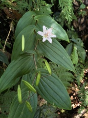 Tricyrtis suzukii