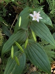Tricyrtis suzukii