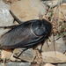 Polyphaga saussurei - Photo (c) Pavel Gorbunov, μερικά δικαιώματα διατηρούνται (CC BY-NC), uploaded by Pavel Gorbunov