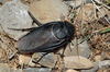 Polyphaga saussurei - Photo (c) Pavel Gorbunov, some rights reserved (CC BY-NC), uploaded by Pavel Gorbunov