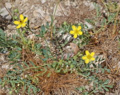 Sibbaldianthe orientalis