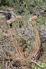 Pseudosedum lievenii