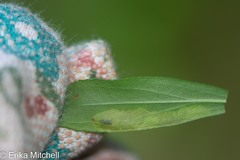 Calycomyza solidaginis