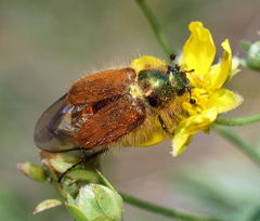 Amphicoma kuschakevitschi
