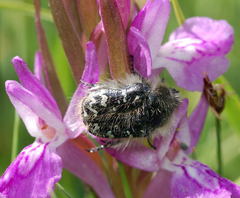 Tropinota turanica
