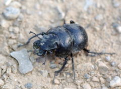 Lethrus scoparius