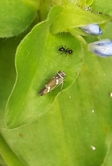 Macugonalia leucomelas