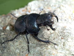 Lethrus scoparius