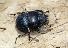 Lethrus tuberculifrons
