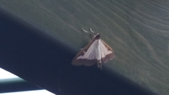 Cydalima perspectalis