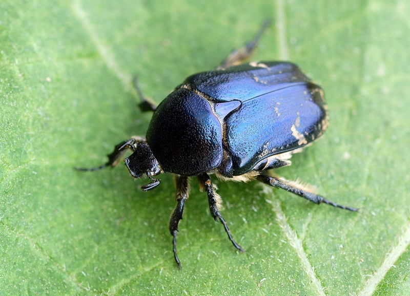 Protaetia cyanescens
