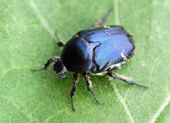 Protaetia cyanescens