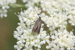 Scythris capitalis