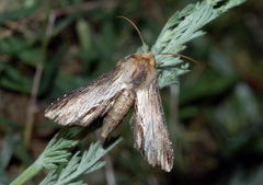 Shargacucullia notodontina