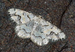 Stegania dalmataria