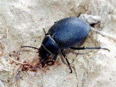 Pachyscelis laevicollis