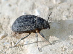 Stalagmoptera tuberculata