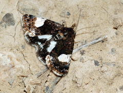 Tyta luctuosa