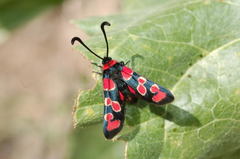 Zygaena truchmena