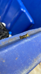 Melanoplus punctulatus