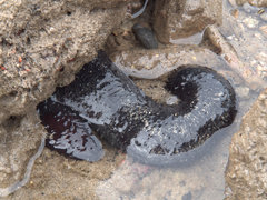 Holothuria leucospilota