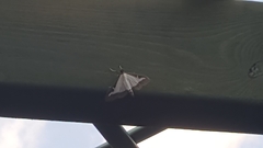 Cydalima perspectalis